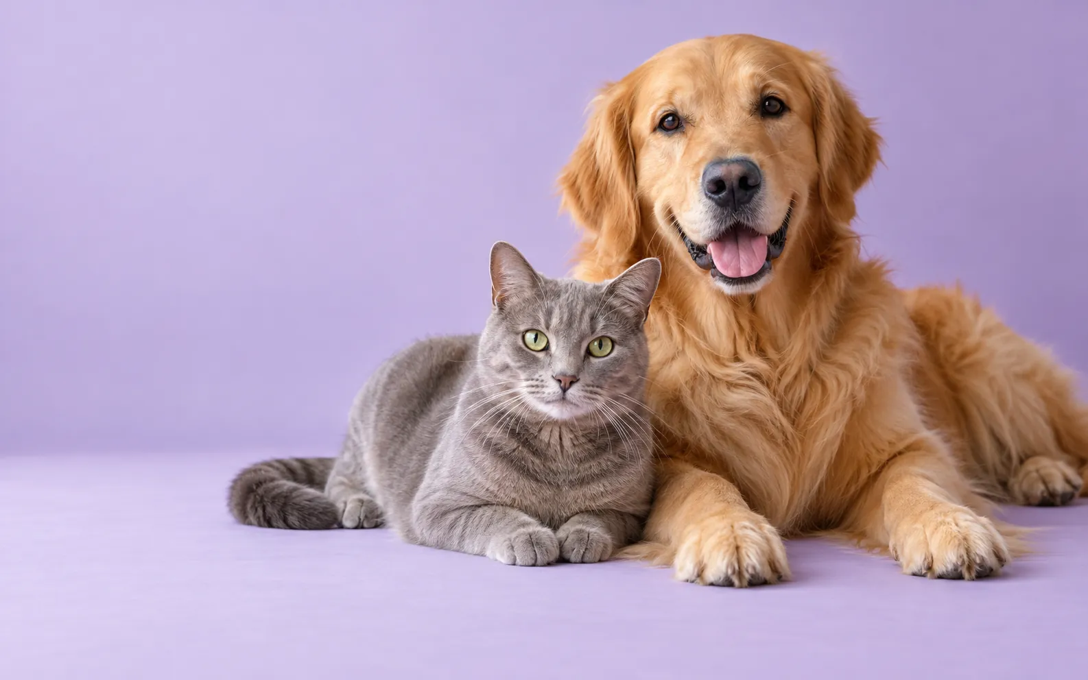 Lila fonda yan yana duran bir kedi ve golden retriever.