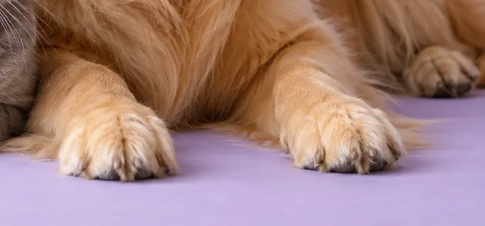 Golden retrieverın lila zemindeki ön patileri.